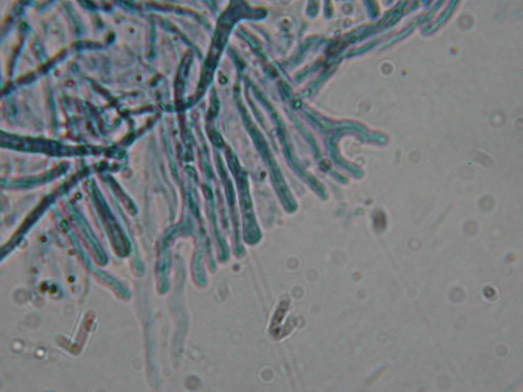 Calocera cornea  ......